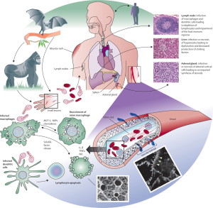 Ebola-virus-pathogenesis[1]
